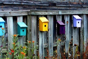 Weathered fence with colorful bird houses attached