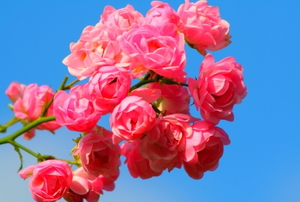 Brilliant, pink miniature roses against a blue sky.
