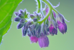 beautiful drooping lavender comfrey blossoms