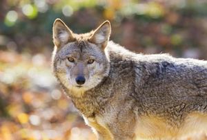 A coyote looking at the camera.