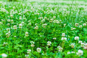 clover lawn with white blossoms