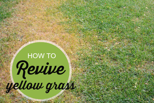 A patch of dead grass with the words "How to revive yellow grass."