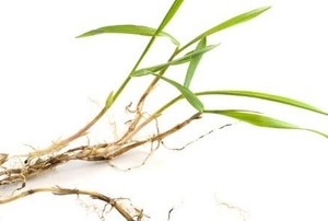 a grass plant on a white background growing new roots