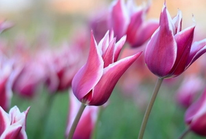 pointy purple tulips