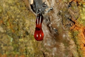 Resin oozing from the bark of a pruned tree