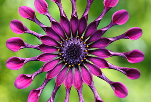 purple tropical African daisy in bloom