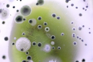Mildew.