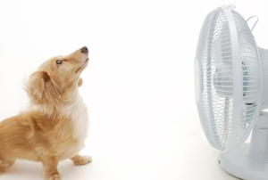 Dog with fan