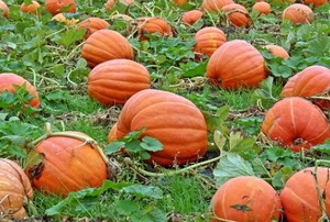 pumpkins growing in a field