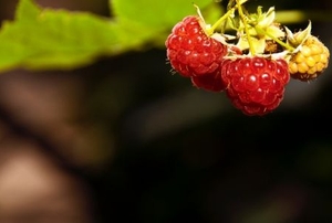 Red ripe raspberries growing in the garden.