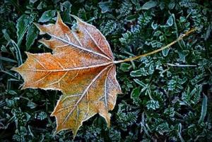 A frosty leaf laying on green plant matter.