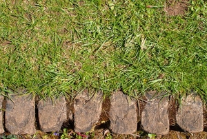 stone edging along green lawn
