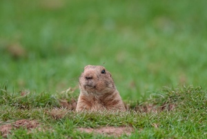 groundhog peeking out from hole
