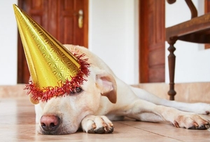 A dog laying on the floor with a birthday hat.