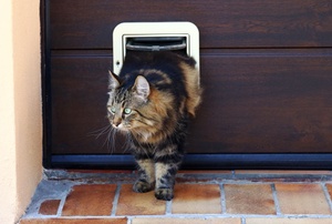 A cat walks out of a pet door.