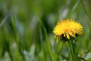 A close-up image of a dandelion in grass.