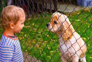A little boy and a dog behind a chain link fence - face to face look.