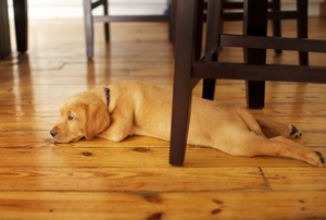 A dog laying on a hardwood floor. 