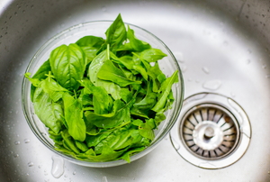 A bowl of green lettuce in a stainless steel sink. 