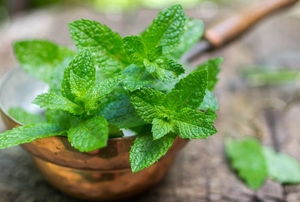 thriving mint leaves for natural pest control