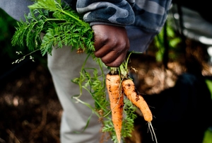 A man plants carrots.