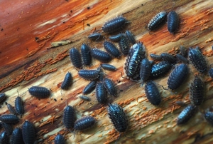 pillbugs crawling on floor