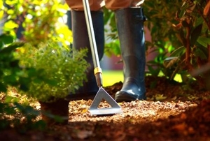 Using a hoe to prepare a flowerbed.