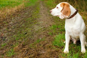 A beagle surveys a muddy, ruined lawn