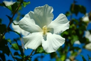 A beautiful white flower of the hibiscus tree against the deep blue of the summer sky.