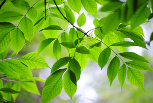 Branch of green ash tree leaves