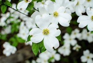 White flowers of the dogwood tree