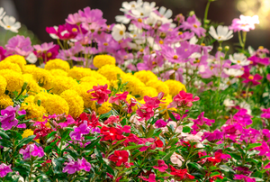 Perennial flower garden in bloom