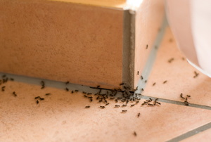 Ants crawling around a corner on a ceramic tile floor.