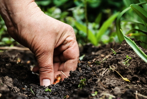 A hand planting seeds in soil
