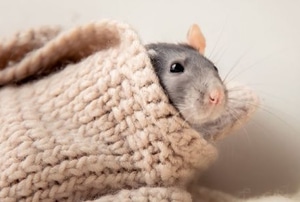 cute rat poking nose out from under blanket