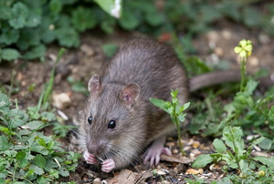 A rat outside.