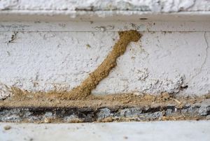 Termite tubes on the exterior of house.