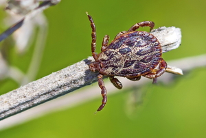 tick on a dry branch