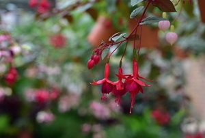 Fuchsia flowers
