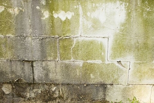 mold on a concrete wall
