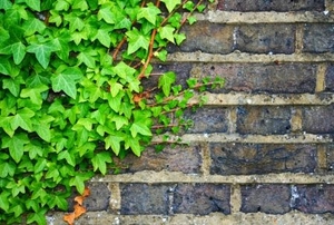Green ivy climbing up an old brick wall.