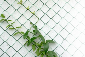 A vine growing on a fence.