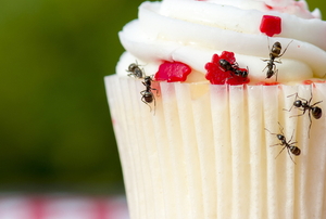 ants on a cupcake