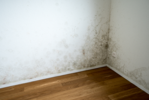 mildew in the corner of a room with white walls and wood floor