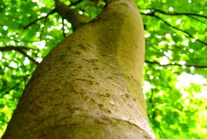 Looking up the greenish trunk of a sycamore.