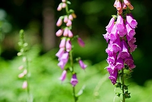 Three foxglove plants.