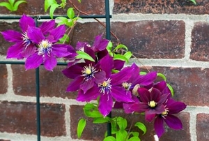 Cluster of purple Rosemoor Clematis growing on trellis in late summer.