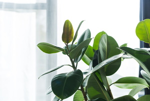 A close -up of a trendy 2010 houseplant, the rubber plant.