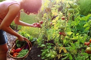 Answers to Vegetable, Fruit and Herb Gardening Questions