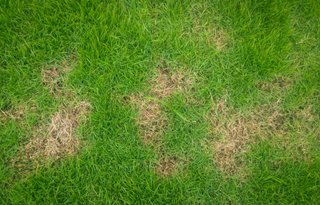 Fall Lawn Troubleshooting | DoItYourself.com